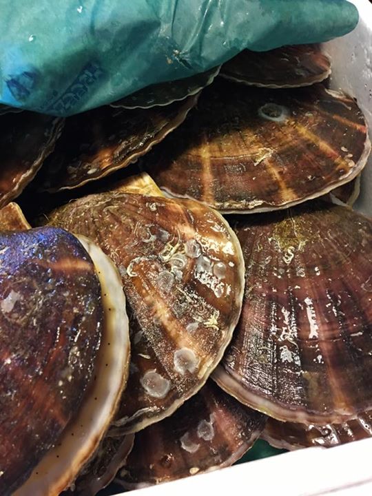 11/15 火⭕️営業します（╹◡╹）♡